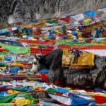 Things to Know Before Trekking in Tibet