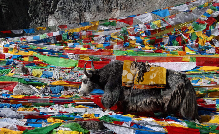Things to Know Before Trekking in Tibet